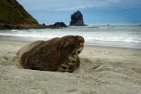Lachtan novozelandsky - Phocarctos hookeri - New Zealand sea lion - whakahao 0193